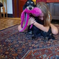 Thuisjob hondensitter Borgloon: hond Yolande Donceel