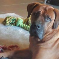 Thuisjob hondensitter Lille: hond Sandra Baert