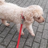 Thuisjob hondensitter Sint-Niklaas: hond Rocky