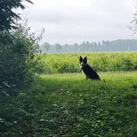 Hondenbaas Borgerhout van Anoek Sellenslagh