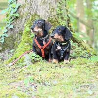 Thuisjob hondensitter Grembergen: hond Leo & Nigel