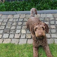 Thuisjob hondensitter Kaprijke: hond Anne-Mieke Laroy