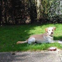 Thuisjob hondensitter Gent: hond Carla Van den Meersschaut
