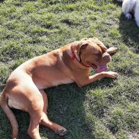 Hondenopvang Turnhout: Loes