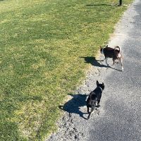 Hondenbaas Heppen van Pepe en Loco