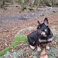 Hondensitter Mol: Mireille