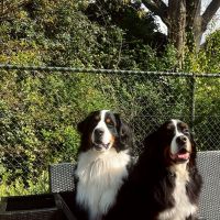 Hondenbaas Hamont-Achel van Kyto en Mokka