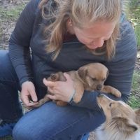 Hondensitter Hoboken: Veerle