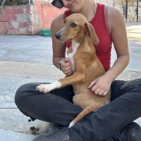 Hondensitter Turnhout: Ella