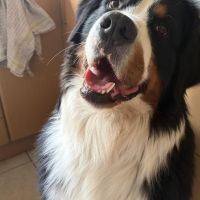 Hondenbaas Zoersel van Oreo