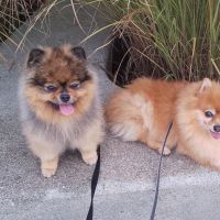 Hondensitter Kortrijk: Catherine