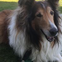 Hondensitter Liedekerke: Ellen