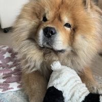 Hondenbaas Opglabbeek van Kim Verheyen