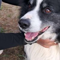 Hondenuitlaatdienst Koningshooikt: Chani