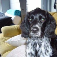 Hondensitter Schoten: Joyce