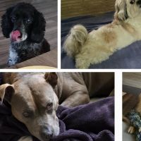 Hondensitter Schoten: Joyce