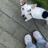 Hondensitter Ekeren: Lily Rose