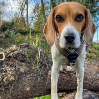 Hondensitter Haacht: Sophie