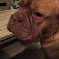 Hondenbaas Hamont van Quitta