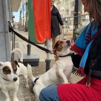 Hondensitter Antwerpen: Roosmarie 