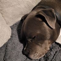 Hondenbaas Blaasveld van Diezel