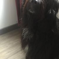 Hondenbaas Londerzeel van Vera Vermeir