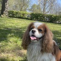 Hondenbaas Mechelen van Maxime 