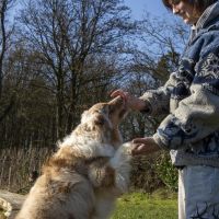 Hondenuitlaatdienst Ronse: Leona