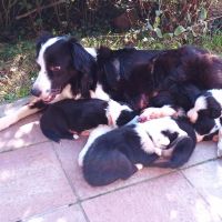 Hondenbaas Ichtegem van Sabrina Mw. Foos