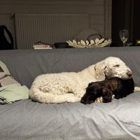 Hondenbaas Zoersel van Amor & Lily