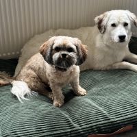 Hondenbaas Heultje van Flor en Leah 