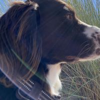 Hondenbaas Genk van siri