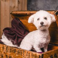 Hondenbaas Deurne (Antwerpen) van Lady