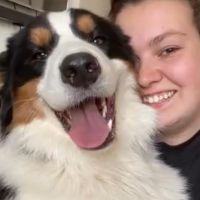 Hondenuitlaatdienst Maasmechelen: Alessia