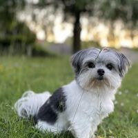 Hondenbaas Wervik van Sadie