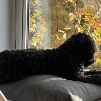 Hondenbaas Berchem (Antwerpen) van Billy