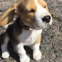 Hondensitter Gent: Marcus