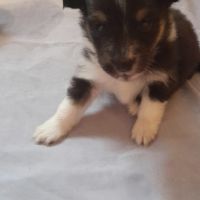 Hondenbaas Heverlee van Sheltie pup