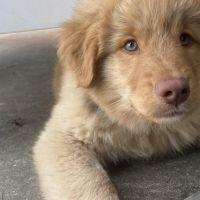 Hondensitter Herent: Oskar