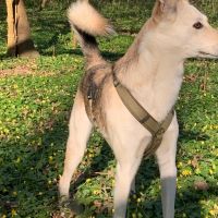 Hondenbaas Hasselt van Buddy