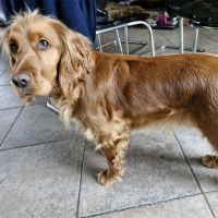 Hondenbaas Mechelen van Zelda