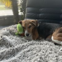 Hondenuitlaatdienst Genk: Xana
