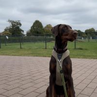 Hondenbaas Hamont-Achel van Vino