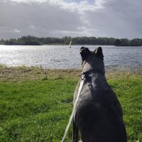 Hondensitter Harelbeke: Marijke