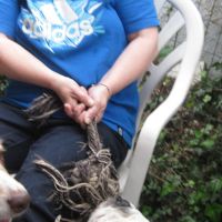 Hondensitter Ekeren: Bianca