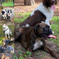 Hondenuitlaatdienst Turnhout: Manuela