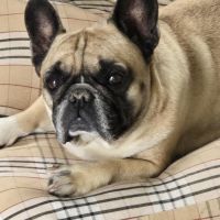 Hondenbaas Langdorp van Marcel