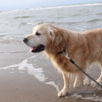 Hondenbaas Gits van Briek