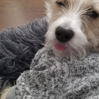 Hondenbaas Wommelgem van Mango