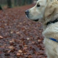 Hondensitter Poederlee: Alina